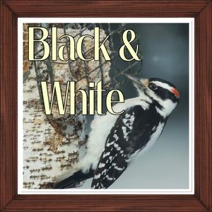 Classic Black & White Garments